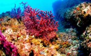 corales-580x360